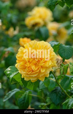 Rosa Hornavel, Rose Leah Tutu, Rose Hornavel, goldgelb, Doppelblumen Stockfoto