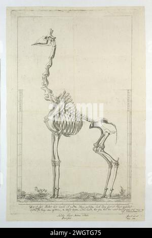 Giraffa Camelopardalis (Giraffe) Skelett einer Giraffe (giraffa camelopardalis), 1785 gedruckt Skelett einer Giraffe (giraffa camelopardalis), mit Skala auf der linken und rechten Seite der Zeitschrift (in Bleistift) und unter Rahmen und Inschrift (geätzt). Papierätzung Huftiere: Giraffe (+ Skelett eines Tieres) Stockfoto