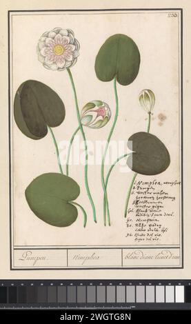 Witte Waterlelie (Nymphaea Alba), Anselmus Boëtius de Boodt, 1596–1610 Wasserlilie, wahrscheinlich die Weißwasserlilie. Oben rechts nummeriert: 233. Unten rechts der Name in sieben Sprachen. Teil des dritten Albums mit Zeichnungen von Blumen und Pflanzen. Zehnte von zwölf Alben mit Zeichnungen von Tieren, Vögeln und Pflanzen, die um 1600 bekannt waren und von Kaiser Rudolf II. In Auftrag gegeben wurden Mit Erläuterungen in Niederländisch, Lateinisch und Französisch. Zeichner: Praagdraughtsman: Delfter Papier. Aquarell (Farbe). Deckfarbe. Kreide. Pinsel-/Stiftblumen: Seerose Stockfoto