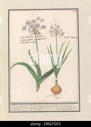 Daslook (Knoblauch Ursinum), Boëtius de Boodt, 1596–1610 Zeichnung Daslook. Oben rechts nummeriert: 164. Die lateinischen Namen in den Blumen. Teil des zweiten Albums mit Zeichnungen von Blumen und Pflanzen. Neunter von zwölf Alben mit Zeichnungen von Tieren, Vögeln und Pflanzen, die um 1600 bekannt waren und von Kaiser Rudolf II. In Auftrag gegeben wurden Mit Erläuterungen in Niederländisch, Lateinisch und Französisch. Zeichner: Praagdraughtsman: Delfter Papier. Aquarell (Farbe). Deckfarbe. Tinte. Kreidepinsel / Stiftblumen: Ramsoms Stockfoto
