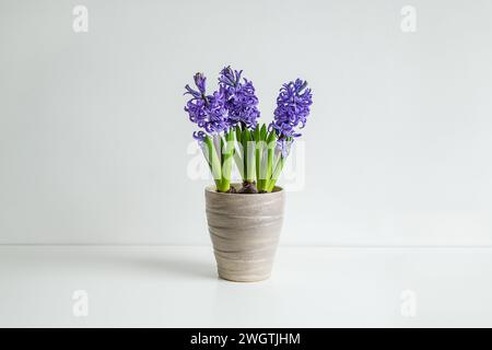 Hyazinthe Jungpflanzen in einem lila Blumentopf, einer Gießkanne und Gartengeräten auf dem Holztisch - Heimgarderei als Hobby und Verbindung mit der Natur Stockfoto