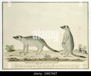 Suricata suricatta (Meerkats), 1777–1786 Zeichnung von zwei Erdmännchen (Suricata Suricatta), auch bekannt als Loch, im Khoikhoi Garaaq; mit Skala in Rijnlandse Maat. Papier. Deckfarbe. Tinte. Aquarell (Farbe). Bleistiftbürste / Stifte Tiere Stockfoto