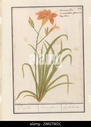 Orange Taglilie (hemerocallis), Anselmus Boëtius de Boodt, 1596–1610 Zeichnung Oranje Daglelie. Oben rechts nummeriert: 194. Rechts oben neben dem lateinischen und niederländischen Namen. Teil des zweiten Albums mit Zeichnungen von Blumen und Pflanzen. Neunter von zwölf Alben mit Zeichnungen von Tieren, Vögeln und Pflanzen, die um 1600 bekannt waren und von Kaiser Rudolf II. In Auftrag gegeben wurden Mit Erläuterungen in Niederländisch, Lateinisch und Französisch. Zeichner: Praagdraughtsman: Delfter Papier. Aquarell (Farbe). Deckfarbe. Kreide. Tintenbürste / Stiftblumen: lily Stockfoto