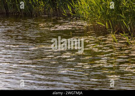 Wunderschöner Blick auf den ruhigen See mit Seerosen, die schwimmen und Schilf entlang der Küste wachsen. Schweden. Stockfoto