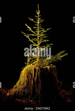 Wachstum neuer Bäume aus Baumstumpf Stockfoto