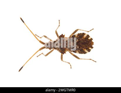 Westliche Nadelbaumkäfer isoliert auf weißem Hintergrund, Leptoglossus occidentalis Stockfoto