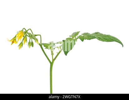 Pflaumentomatenpflanze isoliert auf weißem Hintergrund, Solanum lycopersicum Stockfoto