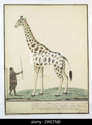 Giraffardis (Giraffen), 1779 zeichnend laufende Giraffe (giraffa camelopardalis); mit Skala der Länge des Kriegers; der Khoikhoi hält seine Asche als Herrscher zum Vergleich hoch. Papier. Deckfarbe. Tinte. Aquarell (Farbe). Bleistiftbürste / Federhuftiere: Giraffe (+ Skelett eines Tieres). Khoikhoi Südafrika Stockfoto