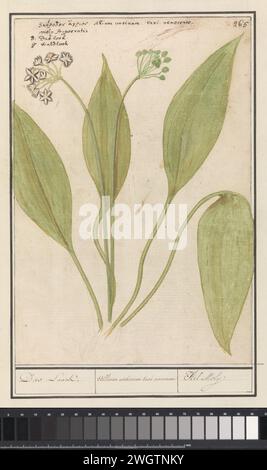 Daslook (Knoblauch Ursinum), Boëtius de Boodt, 1596–1610 Zeichnung Daslook. Oben rechts nummeriert: 265. Oben links der Name in drei Sprachen. Teil des dritten Albums mit Zeichnungen von Blumen und Pflanzen. Zehnte von zwölf Alben mit Zeichnungen von Tieren, Vögeln und Pflanzen, die um 1600 bekannt waren und von Kaiser Rudolf II. In Auftrag gegeben wurden Mit Erläuterungen in Niederländisch, Lateinisch und Französisch. Zeichner: Praagdraughtsman: Delfter Papier. Aquarell (Farbe). Deckfarbe. Kreide. Pinsel-/Stiftblumen: Ramsoms Stockfoto