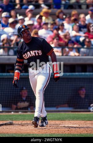 Barry Bonds geht tief in Spring Gaing, Scottsdale, Arizona Stockfoto