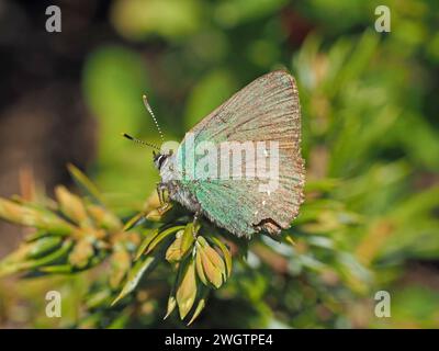 Grüner Hairstrak-Schmetterling (Callophrys rubi) die grünen, refraktiven Schuppen verfärben sich zu braun und Schäden an der Flügelspitze, die auf wacholderschuppen liegen, verlassen die italienischen Alpen Stockfoto