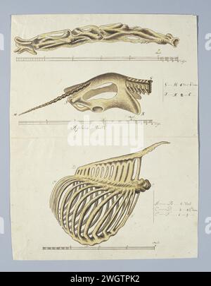 Giraffa camelopardalis (Giraffe), Skelett, 1779 Zeichnung Skelett Teile einer Giraffe: Hals, Becken mit Schwanz und Rippenkäfig; mit Skelett in Rijnlandse Maat. Papier. Aquarell (Farbe). Tuschestift / Pinsel Huftiere: Giraffe (+ Skelett eines Tieres) Stockfoto
