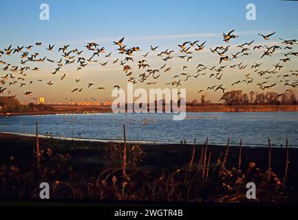 Vor 9 / 11 dramatische Dämmerung am West Pond mit einem großen Flug von Atlantic brant im Jamaica Bay Wildlife Refuge Stockfoto