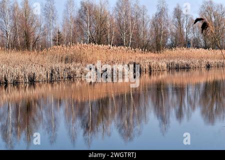 Bäume und trockenes Schilf, das am Ufer des Sees wächst, spiegeln sich auf der Wasseroberfläche. Stockfoto
