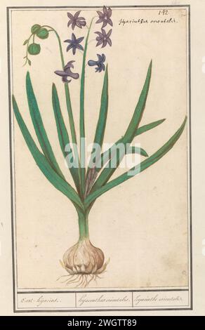 Hyacint (blau orientalis), Boëtius de Boodt, 1596–1610 Zeichnung Blaue Hyazinthe. Oben rechts nummeriert: 142. Oben rechts der lateinische Name. Teil des zweiten Albums mit Zeichnungen von Blumen und Pflanzen. Neunter von zwölf Alben mit Zeichnungen von Tieren, Vögeln und Pflanzen, die um 1600 bekannt waren und von Kaiser Rudolf II. In Auftrag gegeben wurden Mit Erläuterungen in Niederländisch, Lateinisch und Französisch. Zeichner: Praagdraughtsman: Delfter Papier. Aquarell (Farbe). Deckfarbe. Tinte. Kreidepinsel / Stiftblumen: hyazinthe Stockfoto