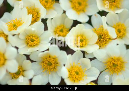 Weiße Bergavens Dryas integrifolia blüht in der arktischen Tundra Arctic National Wildlife Refuge ANWR Alaska Stockfoto