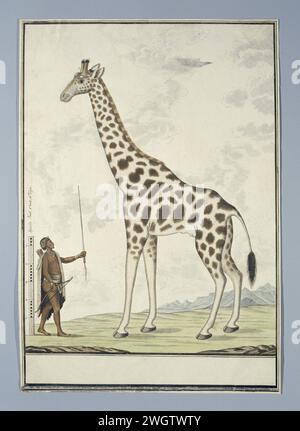 Giraffardis (Giraffen), 1779 zeichnender Giraf (Giraffa Camelopardalis), mit Skala des Khoikhoi in Rijnlandse Maat, hielt den Assegaai als Herrscher aufrecht. Papier. Deckfarbe. Tinte. Aquarell (Farbe). Bleistiftbürste / Federhuftiere: Giraffe (+ Skelett eines Tieres). Khoikhoi Südafrika Stockfoto