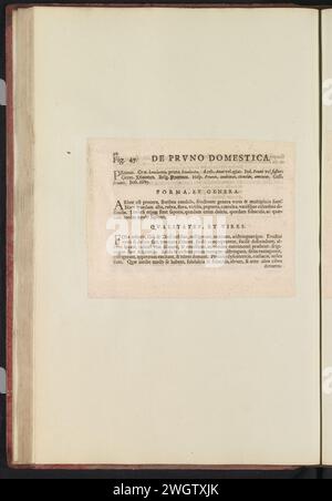 Abb. 47 'die Prvno domestica' im Stiefelherbarium von 1640, Anselmus Boëtius de Boodt, 1640 Textblatt Beschrijving bij Abb. 47 op. 92: Anselm Boët de Boot I. C. Brugensis & Rodolphi 2. Imp. Roman. Arzte aus den Schlafzimmern von Blumen, Kräutern und Früchten von selectior Icons, und die Stärke des Unbekannten. Onderdeel van het Album Met Bladen en platen verschickt de Boodts Herbarium van 1640. Het twaalfde van twaalf Alben Met Aquarellen van dieren, vogels en planten bekend Rond 1600, gemaakt in Opdracht van Keizer Rudolf 2. Gebrauchtes Papier. Tintendruck im Buchdruck Stockfoto