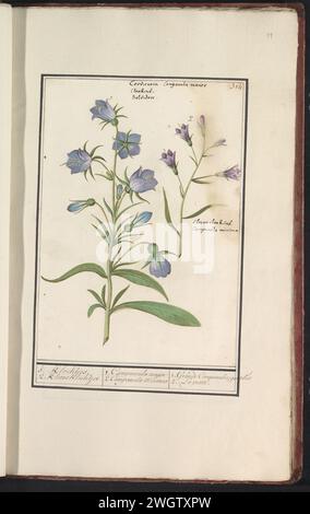 Klokje (Campanula), Anselmus Boëtius de Boodt, 1596–1610 Zeichnung von zwei Arten von Glocken (Campanula). Oben rechts nummeriert: 314. Mit den lateinischen Namen. Teil des vierten Albums mit Zeichnungen von Blumen und Pilzen. 11. Von zwölf Alben mit Zeichnungen von Tieren, Vögeln und Pflanzen, die um 1600 bekannt sind, im Auftrag von Kaiser Rudolf II Mit Erläuterungen in Niederländisch, Lateinisch und Französisch. Zeichner: Praagdraughtsman: Delfter Papier. Aquarell (Farbe). Deckfarbe. Kreide. Tintenbürste / Stiftblumen: campanula Stockfoto