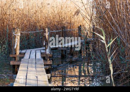 Holzsteg über das Feuchtgebiet des Naturparks El Hondo in Richtung Wasservogelobservatorium, Elche, Crevillente, Spanien Stockfoto