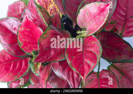 Rote Aglonemblüte. Blätter mit hellrosa Adern. Aglaonema-Pflanze Stockfoto