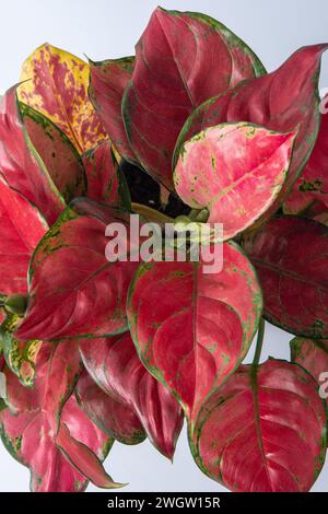 Rote Aglonemblüte. Blätter mit hellrosa Adern. Aglaonema-Pflanze Stockfoto