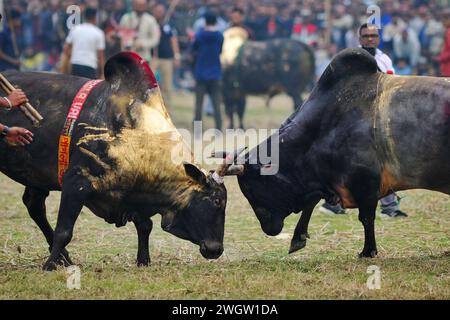 Sunamgonj, Bangladesch. Februar 2024. Zwei Stiere, die an einem großen Stierkampf teilnehmen, der von den Einheimischen im Khasarkandi Field der Patli union von Jagannathpur upazila im Bezirk Sunamganj, Bangladesch, organisiert wird. Trotz gerichtlicher Einschränkungen des Stierkampfes finden Stierkampfwettbewerbe in der Wintersaison statt, vor allem in den Auswanderungsgebieten von Sylhet. Am 6. Februar 2024, Sunamgonj, Bangladesch (Foto: MD Rafayat Haque Khan/Eyepix Group/SIPA USA) Credit: SIPA USA/Alamy Live News Stockfoto