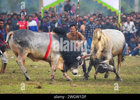 Sunamgonj, Bangladesch. Februar 2024. Zwei Stiere, die an einem großen Stierkampf teilnehmen, der von den Einheimischen im Khasarkandi Field der Patli union von Jagannathpur upazila im Bezirk Sunamganj, Bangladesch, organisiert wird. Trotz gerichtlicher Einschränkungen des Stierkampfes finden Stierkampfwettbewerbe in der Wintersaison statt, vor allem in den Auswanderungsgebieten von Sylhet. Am 6. Februar 2024, Sunamgonj, Bangladesch (Foto: MD Rafayat Haque Khan/Eyepix Group/SIPA USA) Credit: SIPA USA/Alamy Live News Stockfoto