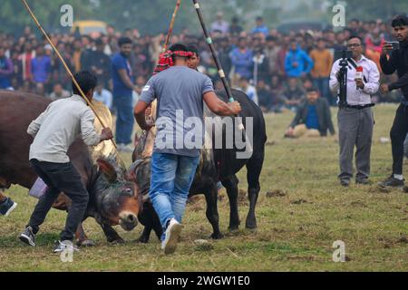 Sunamgonj, Bangladesch. Februar 2024. Zwei Stiere, die an einem großen Stierkampf teilnehmen, der von den Einheimischen im Khasarkandi Field der Patli union von Jagannathpur upazila im Bezirk Sunamganj, Bangladesch, organisiert wird. Trotz gerichtlicher Einschränkungen des Stierkampfes finden Stierkampfwettbewerbe in der Wintersaison statt, vor allem in den Auswanderungsgebieten von Sylhet. Am 6. Februar 2024, Sunamgonj, Bangladesch (Foto: MD Rafayat Haque Khan/Eyepix Group/SIPA USA) Credit: SIPA USA/Alamy Live News Stockfoto