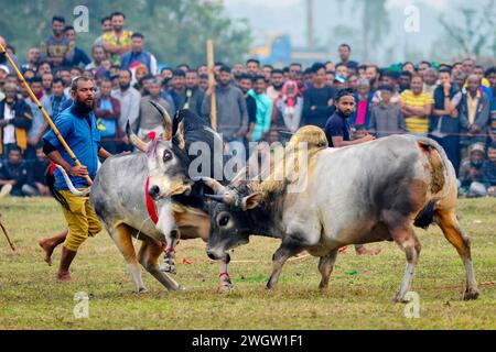 Sunamgonj, Bangladesch. Februar 2024. Zwei Stiere, die an einem großen Stierkampf teilnehmen, der von den Einheimischen im Khasarkandi Field der Patli union von Jagannathpur upazila im Bezirk Sunamganj, Bangladesch, organisiert wird. Trotz gerichtlicher Einschränkungen des Stierkampfes finden Stierkampfwettbewerbe in der Wintersaison statt, vor allem in den Auswanderungsgebieten von Sylhet. Am 6. Februar 2024, Sunamgonj, Bangladesch (Foto: MD Rafayat Haque Khan/Eyepix Group/SIPA USA) Credit: SIPA USA/Alamy Live News Stockfoto