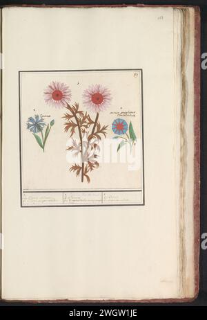 Unbekannte Blume, Korenbloem (Centaurea Cyanus) und Winde (Convolvulaceae), Anselmus Boëtius de Boodt, 1596–1610 Zeichnung unbekannte rosa Blume, Kornblume und ein violetter Wind. Oben rechts nummeriert: 89. Mit dem lateinischen Namen. Teil des ersten Albums mit Zeichnungen von Blumen und Pflanzen. Acht von zwölf Alben mit Zeichnungen von Tieren, Vögeln und Pflanzen, die um 1600 bekannt sind, die im Auftrag von Kaiser Rudolf II. Entstanden sind Mit Erläuterungen in Niederländisch, Lateinisch und Französisch. Zeichner: Praagdraughtsman: Delfter Papier. Aquarell (Farbe). Deckfarbe. Kreide. Pinsel-/Stiftblumen: Kornblume. Blumen: Morgenglück. flo Stockfoto