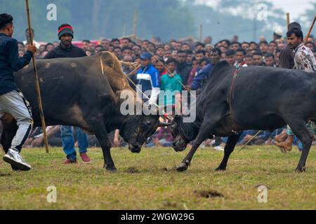 6. Februar 2024 Sunamgonj, Bangladesch : zwei Stiere, die an einem großen Stierkampf teilnehmen, der von den Einwohnern auf dem Khasarkandi-Feld der Patli-union von Jagannathpur upazila im Bezirk Sunamganj, Bangladesch organisiert wird. Trotz gerichtlicher Einschränkungen des Stierkampfes finden Stierkampfwettbewerbe in der Wintersaison statt, vor allem in den Auswanderungsgebieten von Sylhet. Am 06. Februar 2024, Sunamgonj, Bangladesch (Credit Image: © MD Rafayat Haque Khan/eyepix via ZUMA Press Wire) NUR REDAKTIONELLE VERWENDUNG! Nicht für kommerzielle ZWECKE! Stockfoto