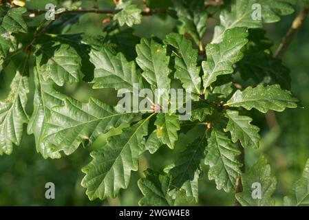 Alte, reife Eiche (Quercus robur) Blätter im frühen Herbst, bevor sie ihre Farbe ändert, Berkshire, Oktober Stockfoto