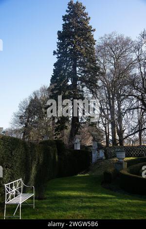 Eine majestätische Wellingtonia in Easton Walls Gardens Stockfoto