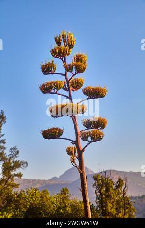 Agavenpflanze in Blüte gegen den blauen Himmel, Sedona-Landschaft Stockfoto