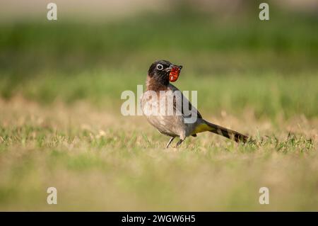 Weißbrille Bulbul mit Insekten im Mund auf Gras. Pycnonotus xanthopygos. Stockfoto