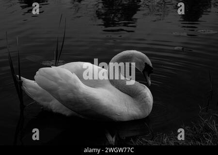 Ein einsamer Schwan in einem See, der nach Essen sucht Stockfoto