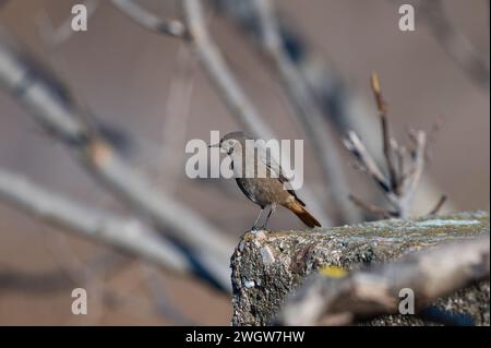 Schwarzer Redstart an der Wand, Phoenicurus ochruros. Schwarzer Vogel. Stockfoto