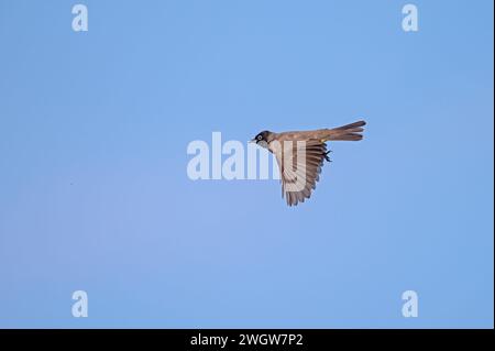 Bulbul, Pycnonotus xanthopygos, mit weißem Brillenglas, fliegen am Himmel. Stockfoto