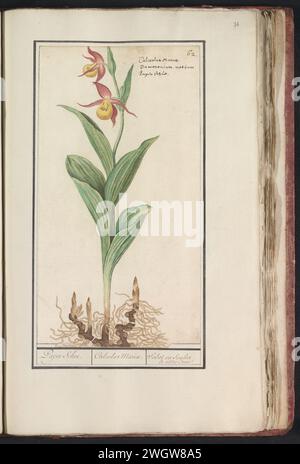 Damenschuh (Cypripedium Calceolus), Anselmus Boëtius de Boodt, 1596 - 1610 Zeichnung Orchid Damenschuh oder venus Schuh. Oben rechts nummeriert: 62. Hier auch der Name in drei Sprachen. Teil des ersten Albums mit Zeichnungen von Blumen und Pflanzen. Acht von zwölf Alben mit Zeichnungen von Tieren, Vögeln und Pflanzen, die um 1600 bekannt sind, die im Auftrag von Kaiser Rudolf II. Entstanden sind Mit Erläuterungen in Niederländisch, Lateinisch und Französisch. Zeichner: Praagdraughtsman: Delfter Papier. Aquarell (Farbe). Deckfarbe. Kreide. Pinsel-/Stiftblumen: orchidee. Blumen: Damenschuh Orchidee Stockfoto