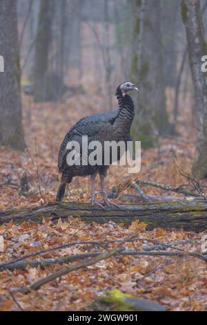 Östliche wilde türkei an einem Dezembertag im Norden von Wisconsin. Stockfoto