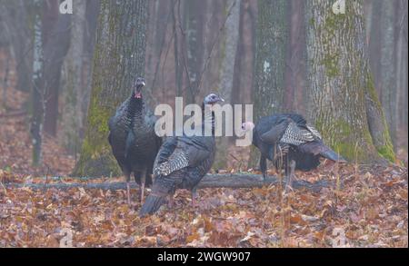 Östliche Wildputen an einem Dezembermorgen im Norden von Wisconsin. Stockfoto