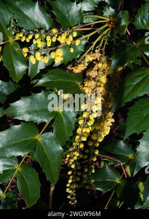 Mahonia x Media "Nächstenliebe" Stockfoto