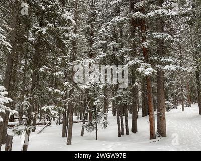 Foto des Waldes mit subalpinen Tannen, Limber-Kiefern und Borstlecone-Kiefern im Winter am Echo Lake, Idaho Springs in Colorado, USA. Stockfoto