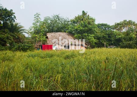 Ein ländliches Haus mit Blick auf Farmland in Khulna, Bangladesch. Stockfoto