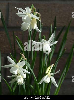 Narcissus triandrus „Thalia“ Stockfoto