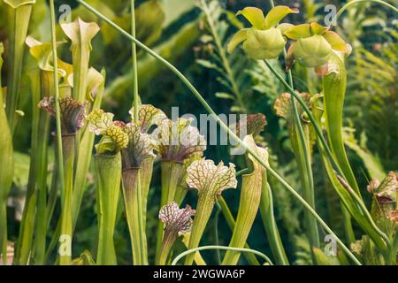 Sarracenia leucophylla fleischfressende Pflanzen in einer wilden Natur. Die Kannenpflanze wächst im botanischen Garten. Blumen, die Insekten fressen. Üppige exotische Flora. Stockfoto