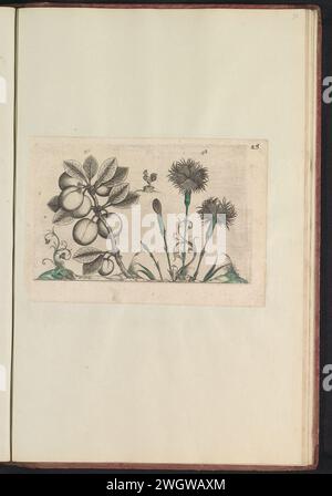 Kerspuim (Prunus cerasifera) und Tuinanjer (Dianthus caryophyllus), Anonym, nach Crispijn van de Passe (I), 1640 drucken Cherry Pacin und Garten Can. Mit einem Huhn und einigen Zierpflanzen und Ranken. Abb. 47 und 48 auf einem Blatt von Hand nummeriert 24. In: Anselmi Boëtii das Boot i. c. Brugsis & Rodolphi II Imp. Neu. Medici a Cubiculis Florum, Herbarum, AC Fructuum Selectiorum Icones & vires Pleraque Hacttenus Ignotæ. Teil des Albums mit Zeitschriften und Platten aus dem Boodts Herbarium von 1640. Das zwölfte von zwölf Alben mit Aquarellen von Tieren, Vögeln und Pflanzen, die um 1600 bekannt sind, Stockfoto