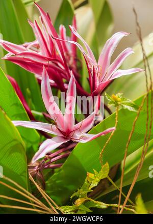 Nahaufnahme eines Crinum asiaticum, einer einheimischen Lilie aus Kap Verde. Hochwertige Fotos Stockfoto