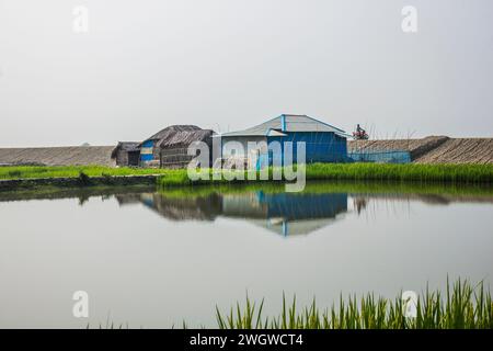 Ein grünes Reisfeld in der Nähe eines Sees in Khulna, Bangladesch. Stockfoto